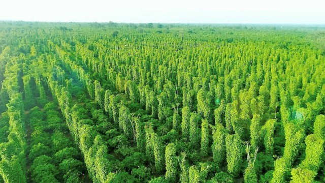 Phát triển kinh tế carbon thấp: Điều kiện &apos;cần&apos; để hướng đến kinh tế tuần hoàn